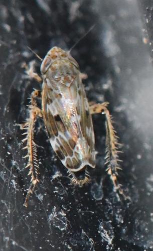 Réf. 294 880 : Sardius argus